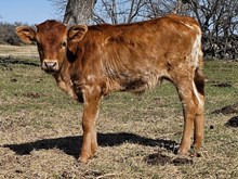 Ranch Water 245 X Calypso DSM