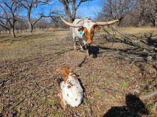 Dunn Step'N Up x EJS Cut'N Fizz