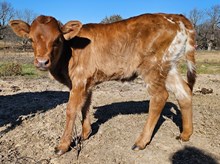 Ranch Water 245 X Calypso DSM