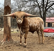EJS Cut'N Fifty