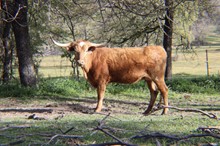 CTA KASHA