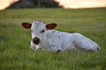 Venom (TIBBS x Trista) X RZ IRONY