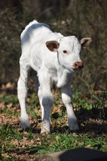 Striking Beauty C4 x Venom 