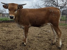 High Step'N Lady DSM 