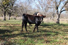 Venom X Chaparral Asian Dancer