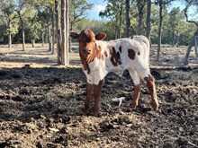 EJS WAYLON