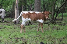 EJS Amanita Virosa