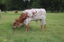 Dunn Step'n Up X EJS Precious Platinum 