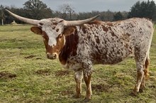 EJS Plum's Little Twist