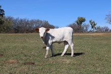 Ranch Water 245 X Bayou Ivory