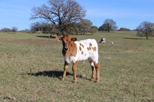 3P Friday's Legacy X EJS Dragon Dancer