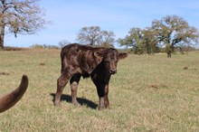 3P Friday's Legacy X Cut'N Jest