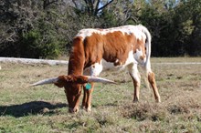 EJS DURANGO'S KEEPSAKE