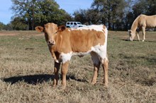 Classified Docs X EJS Cleopatra