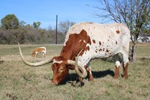 EJS Boot Scoot 'N Buzz'N