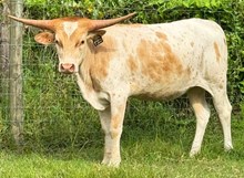 NACC WALKING IN DAISIES