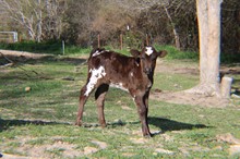 EJS Plum's Precious Daisy