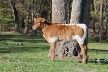 EJS Jovilyne