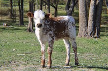 EJS Paislie