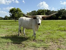 BAYOU IVORY