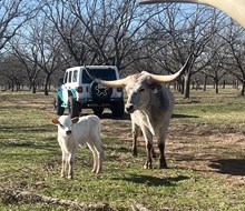 Ranch Water 245 x EJS Radio Flyer