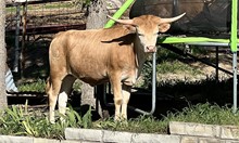 EJS Aziza