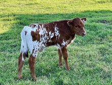 Oy Vey X EJS Fifty Bull Calf