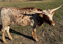 EJS Plum's Little Twist