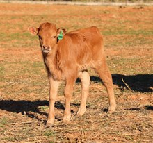 EJS Fifty x Boomer Bull Calf