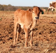 EJS Fifty x Melba Bull Calf