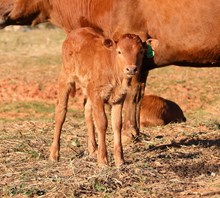 EJS Fifty x Patty Cake Bull Calf