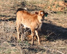 EJS Fifty x Tequila Bull Calf