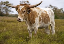 NACC WALKING IN DAISIES